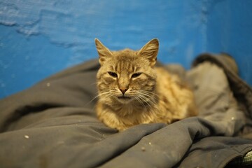 Cat resting on blanket in a blue room © pavlofox