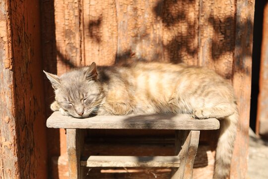 Cat sleeps on wooden bench in sunny spot