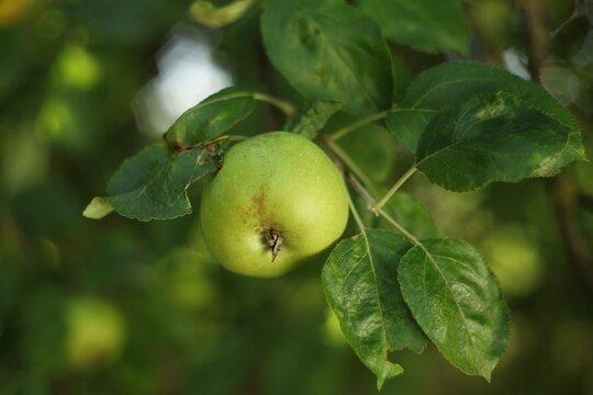 Green apple hanging on a branch in an orchard