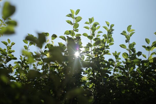 Sun shining through green leaves in bright sky