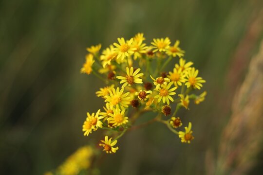Yellow flowers growing in a green field