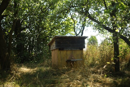 Beehive in the garden during the summer afternoon