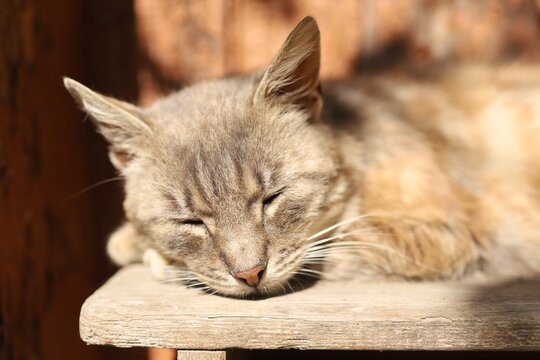 Cat sleeping on a wooden surface in natural light