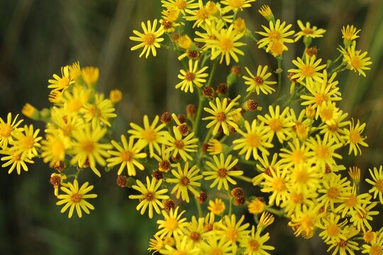 Wild yellow flowers bloom in a sunny field