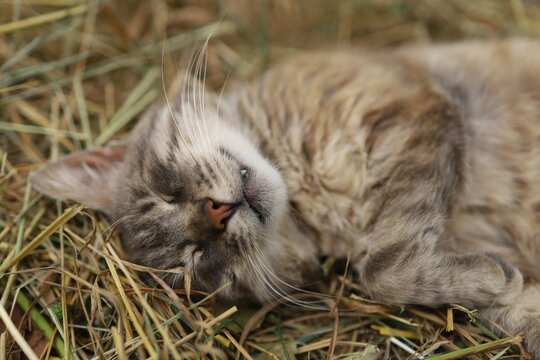 Cat sleeps on dry grass in a sunny field