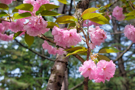 Beautiful pink cherry blossom in spring. Sirius. Krasnodar Krai. Russia