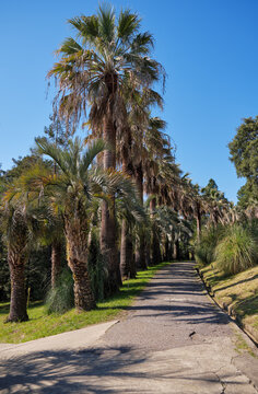 The palm alley in the Sochi Arboretum.