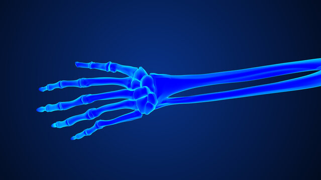 Anatomy of the hand and wrist bones 3d medical illustration