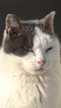 Extreme close up of cute Japanese cat closing eyes and sunbathing in Tokiwa Park, Asahikawa.
