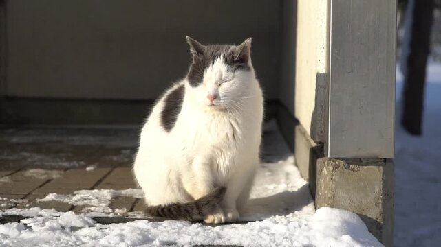 Cute stray cat sunbathing and squinting in warm sunlight during winter in Asahikawa, Japan.