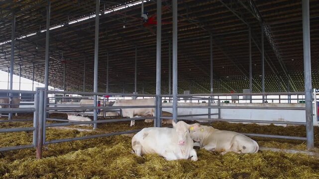 White Charolais cattle resting on straw inside a modern indoor livestock barn. Professional beef farming and animal husbandry facility.