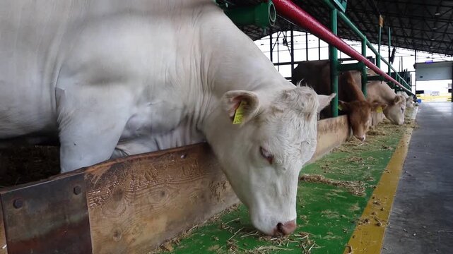 Charolais cow eating hay inside a modern livestock farm barn. White beef cattle feeding in a feedlot trough.