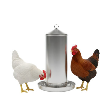 Two chickens feeding from metal poultry feeder isolated on white background for agricultural supply