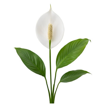 Elegant white peace lily flower with green leaves isolated on white background for floral concepts
