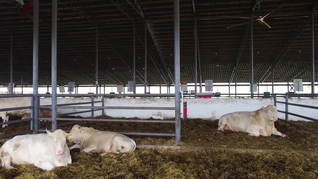 White Charolais cattle resting on straw inside a modern indoor livestock barn. Professional beef farming and animal husbandry facility.