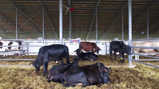 Black Brahman zebu cattle lying on straw bedding inside a modern farm barn. Domestic livestock resting and standing in open enclosure with ceiling fans during livestock exhibition. 