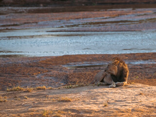 Male lion by the Ewaso Nyiro riverbed in Samburu, Kenya © Simatwa