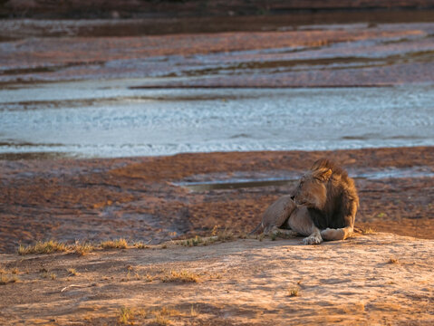 Male lion by the Ewaso Nyiro riverbed in Samburu, Kenya