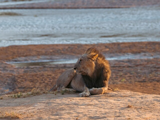 Male lion by the Ewaso Nyiro riverbed in Samburu, Kenya © Simatwa