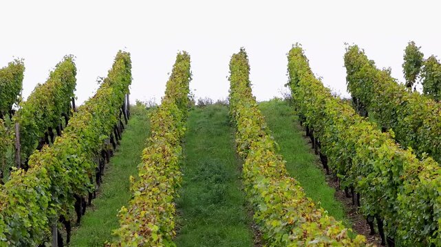 Orderly grapevine rows climb a hillside around a central grassy path in W&uuml;rzburg, Germany. Strong symmetry, and converging perspective.