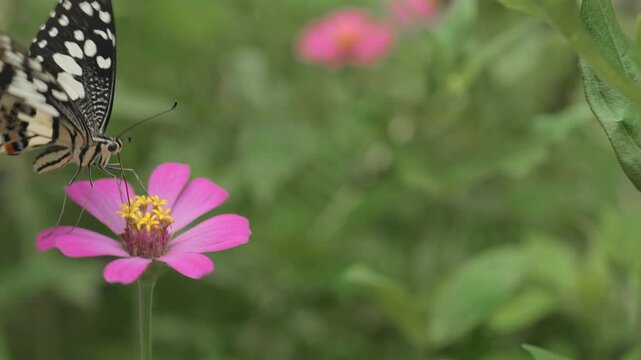 Close-up macro footage of a spotted butterfly perching and feeding on a pink zinnia flower in a lush green garden.	