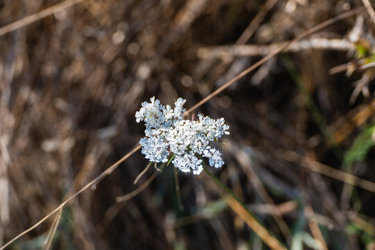 A delicate cluster of tiny white wildflowers stands out against a sharply blurred background of dry, tangled brown grasses in a natural field.