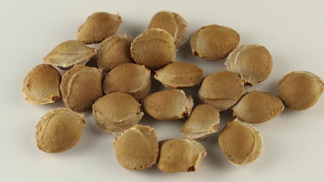 Seeds are arranged in four separate groups