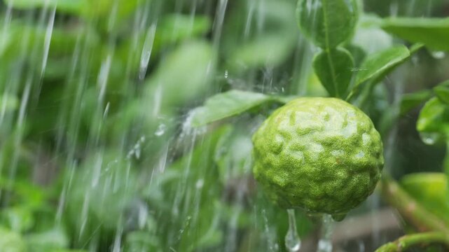 Close-up of a kaffir lime fruit hanging on its tree branch with rain falling, surrounded by green leaves in a natural garden setting.