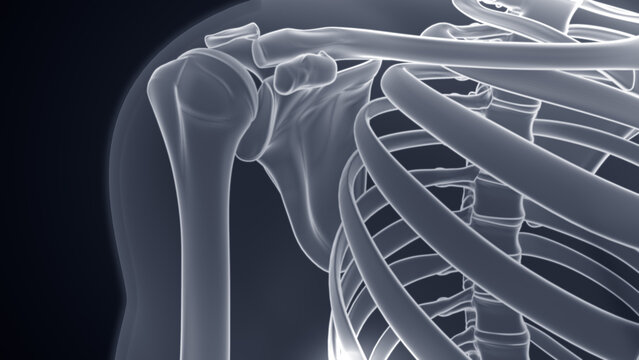Shoulder joint Xray Microscopy 3d illustration