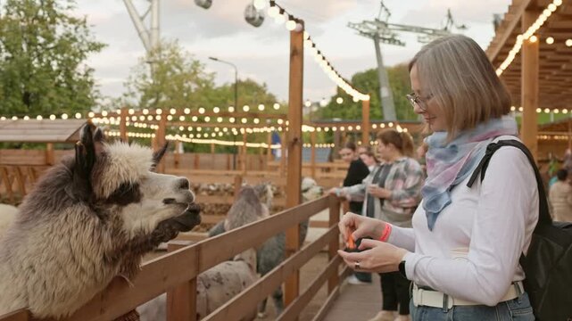 Woman feeds llamas at a festival in a zoo during an afternoon event