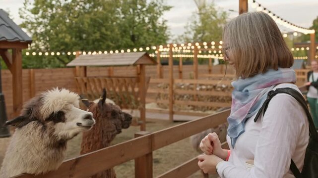 Visitor interacts with llamas at a farm during the afternoon