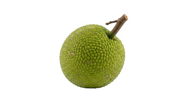 Unripe green breadfruit with stem against soft ambient light for tropical cuisine concepts Isolated on transparent background