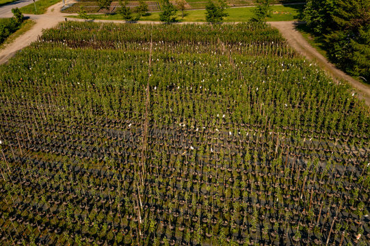 Aerial view of a large tree nursery with rows of young saplings in black pots, supported by wooden stakes, set in a rural landscape in Uusimaa, Finland.