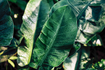 Green Philodendron leaves with water droplets in a forest during daytime © ir1ska