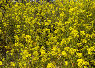 Obraz premium Dense wild mustard flowers create a vivid yellow natural background in early spring