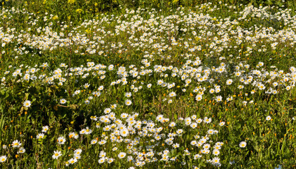 Fototapeta premium Dense meadow of white daisies blooming under bright early spring sunshine outdoors