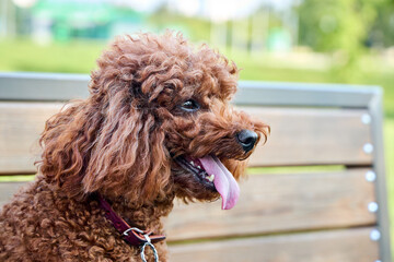 Poodle dog sits on wooden bench in park. Cute curly brown pet pants with tongue out on warm summer day. Profile portrait of smart miniature purebred domestic animal outdoors. © R_Yosha