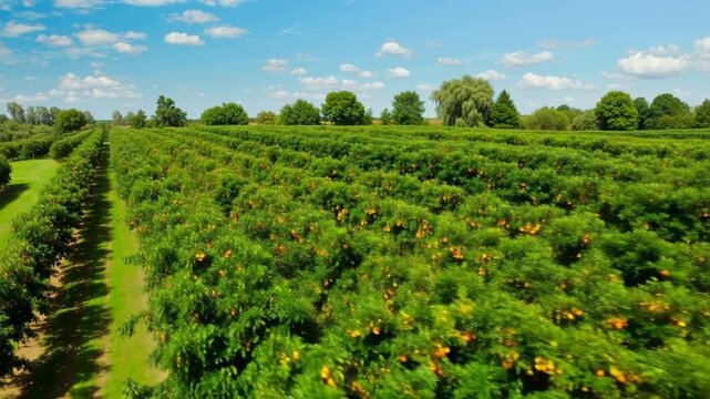 Aerial view of a vast orange orchard with rows of fruit-bearing trees under a blue sky with scattered clouds