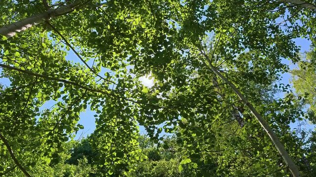 Low Angle View of Sun Beaming Through Green Aspen Tree Canopy Against Blue Sky