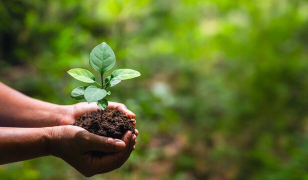 Hands cradle a young plant with fresh green leaves