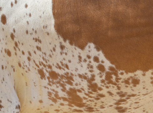 Cow skin texture background, bull leather with fur background closeup, cow hide pattern, The texture is dense and rich, displaying a natural pattern, cow skin hairy texture bull fur animal skin textur