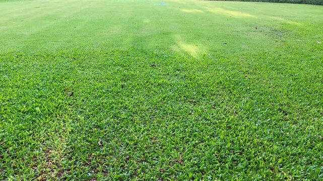 Green grass field