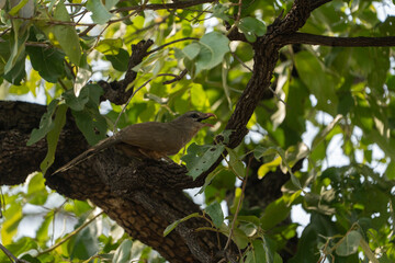Fototapeta premium Sirkeer Malkoha Perching on Tree Branch in Tropical Dry Forest, Tadoba-Andhari Tiger Reserve, India