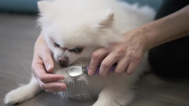 woman holding dog muzzle while combing tangles on fluffy chest during grooming. owner fixing pet head to avoid bites during difficult grooming. concept of careful grooming for animal with matted fur