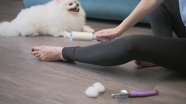 woman cleaning leggings with lint roller removing pet hair after grooming white dog. sticky roller collects pet hair from black clothes on floor. concept of pet hair removal and home cleaning routine