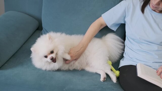 woman reading book on sofa while petting white pomeranian lying near her. owner enjoying reading and stroking fluffy dog at home. concept of reading with pet and cozy domestic leisure time