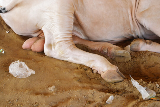 Hooves of a cow, cow's hooves close-up in farm, the cow standing on the soil and rests, the hoof of the standing cow,  hoof close up, cow legs closeup in farm, bull legs closeup in the farm