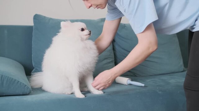 woman cleaning sofa with lint roller while white dog sits on couch. owner removing pet hair from furniture and chasing pet away. concept of pet hair cleaning and housework with animal at home