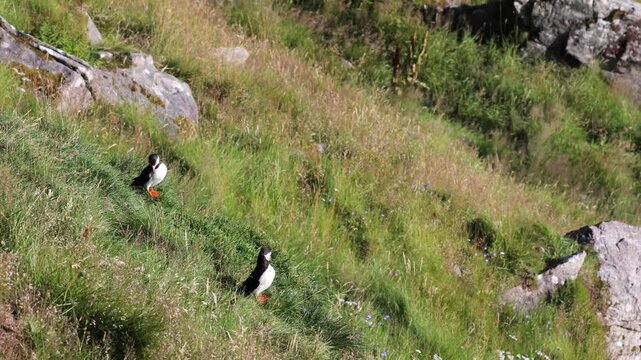Atlantic Puffins sitting on a rock above the cliffs of Runde island in Norway
