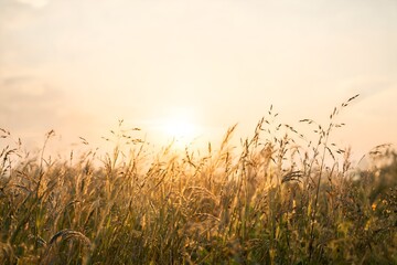 Fototapeta premium Wild Meadow Grass Glowing in Warm Golden Hour Light